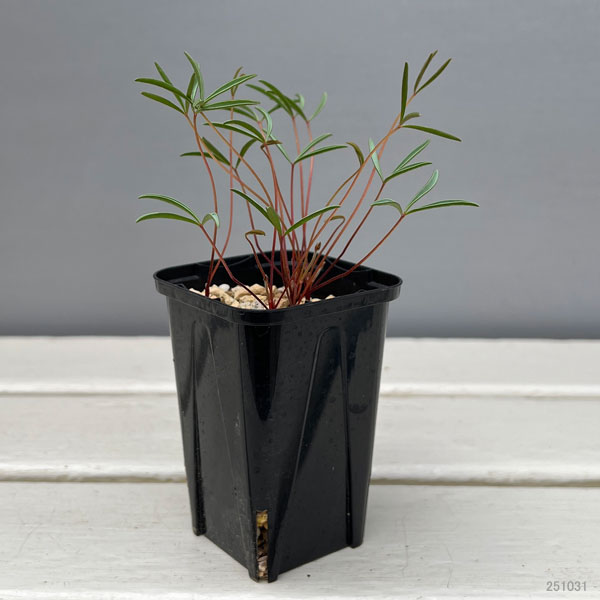 オキザリス：cf. カミエスベルゲンシス 2.5号ポット