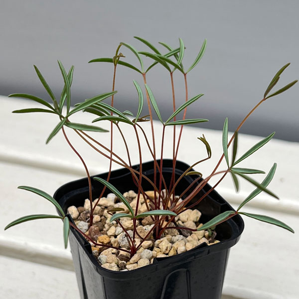 オキザリス：cf. カミエスベルゲンシス 2.5号ポット