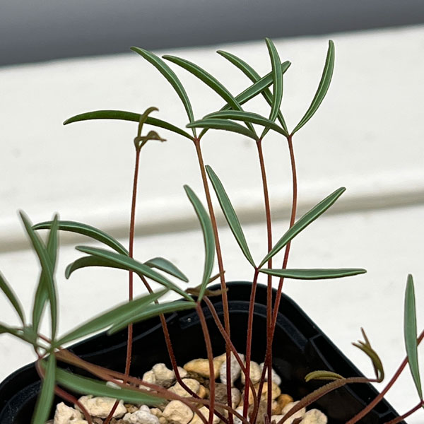 オキザリス：cf. カミエスベルゲンシス 2.5号ポット