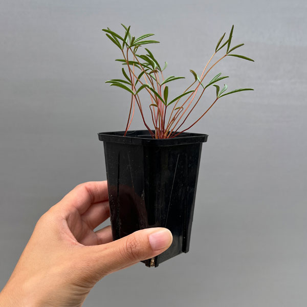 オキザリス：cf. カミエスベルゲンシス 2.5号ポット