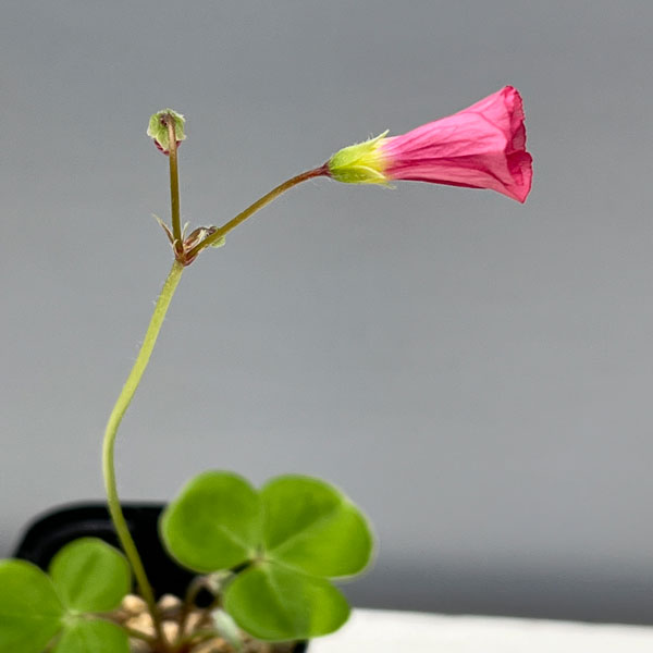 オキザリス:sp. グラハムズタウン 2.5号ポット