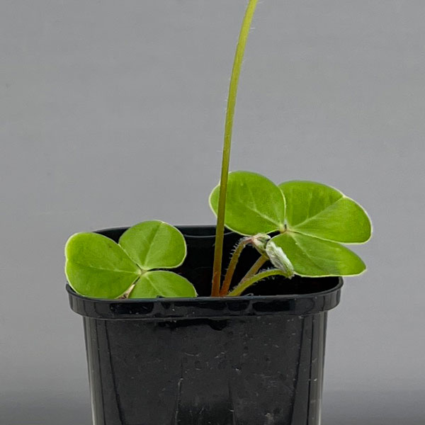 オキザリス:sp. グラハムズタウン 2.5号ポット