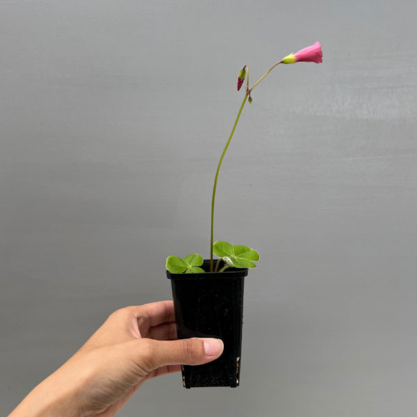 オキザリス:sp. グラハムズタウン 2.5号ポット