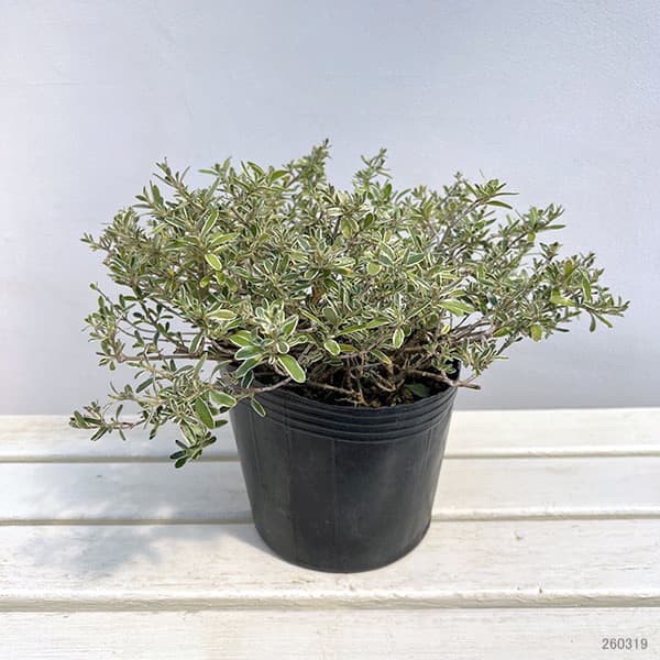 コプロスマ：キルキー6号ポット