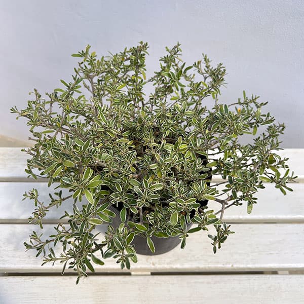 コプロスマ：キルキー6号ポット