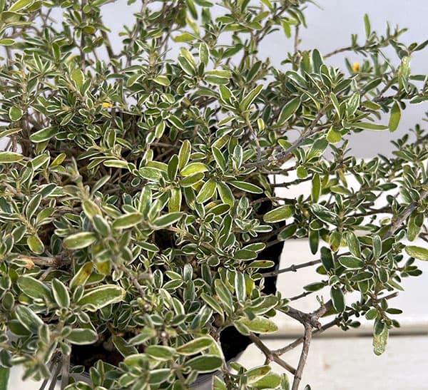 コプロスマ：キルキー6号ポット