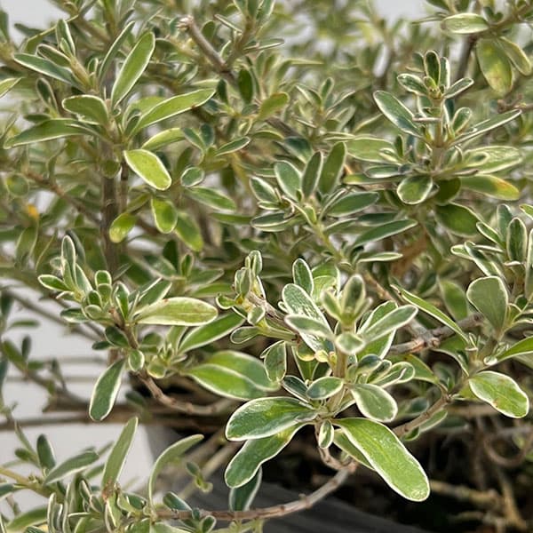 コプロスマ：キルキー6号ポット