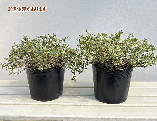 コプロスマ：キルキー6号ポット