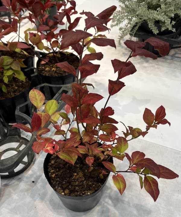 ナツハゼ4号ポット