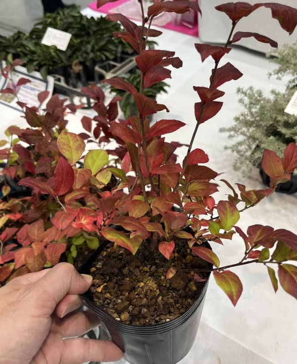 ナツハゼ4号ポット