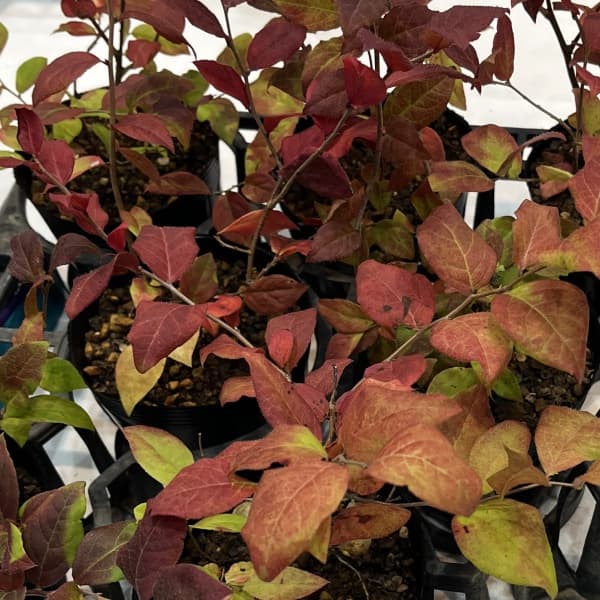 ナツハゼ4号ポット