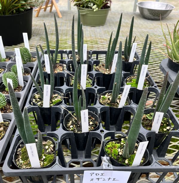 アロエ：スザンナエ　2.5号ポット