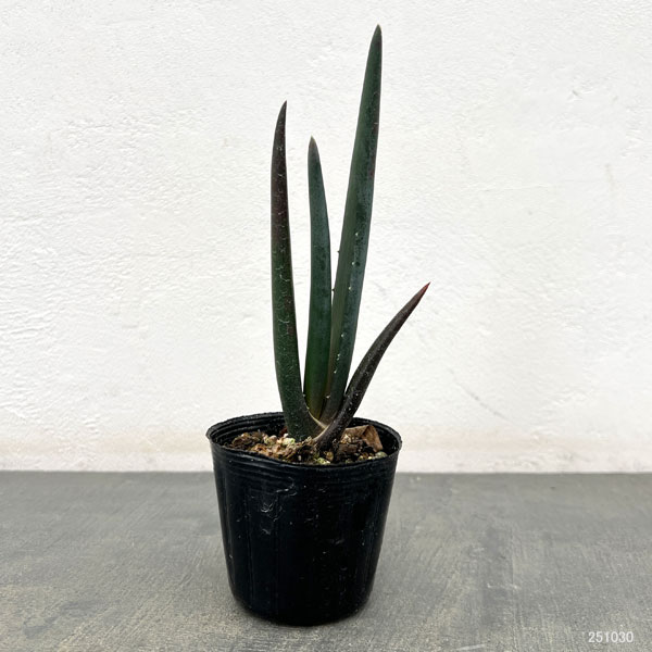 【大株】アロエ　スザンナエ　コレクション株 Yahoo!オークション - 希少種 アロエ スザンナエ Aloe suzannae 大株