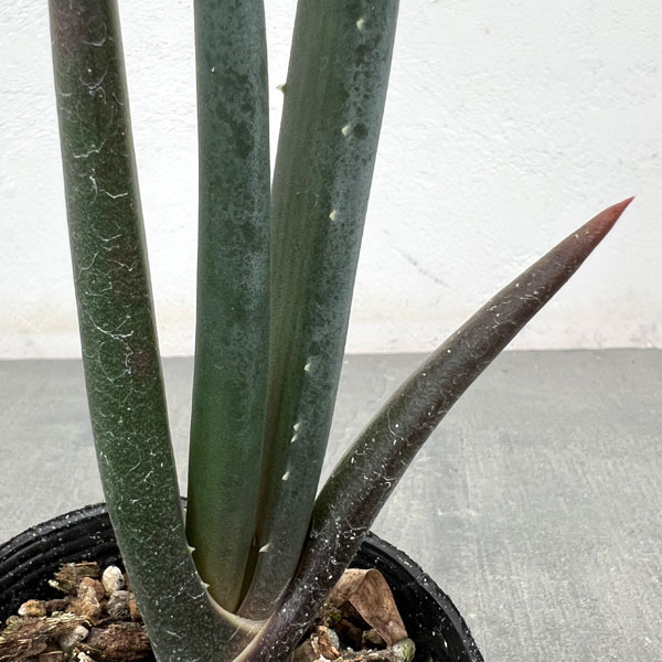 アロエ：スザンナエ　2.5号ポット