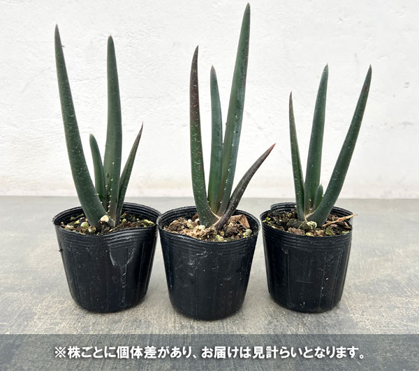 アロエ：スザンナエ　2.5号ポット