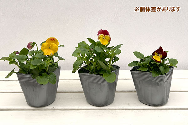 パンジー：プティシャトン　モダンタイムズ3～3.5号ポット