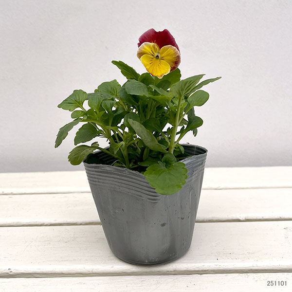 パンジー：プティシャトン　モダンタイムズ3～3.5号ポット