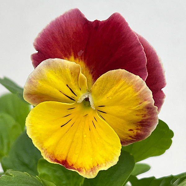 パンジー：プティシャトン　モダンタイムズ3～3.5号ポット