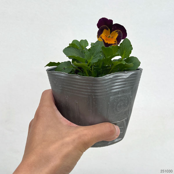 パンジー:プティシャトン モダンタイムズ3~3.5号ポット