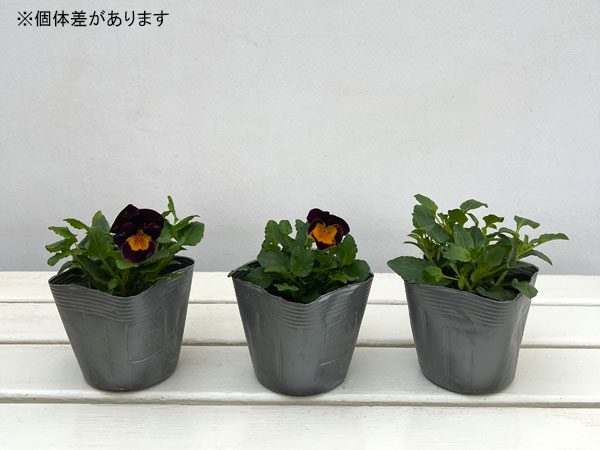 パンジー:プティシャトン モダンタイムズ3~3.5号ポット