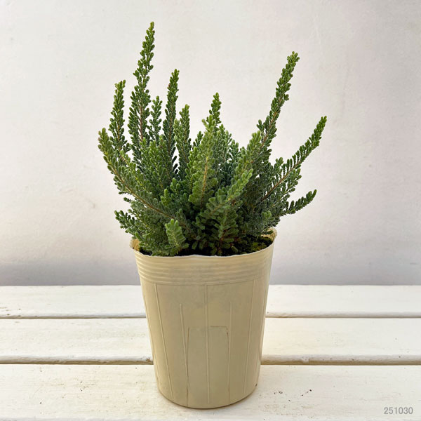 カルーナ：ベルベットファシネーション（Velvet Fascination）3.5号ポット