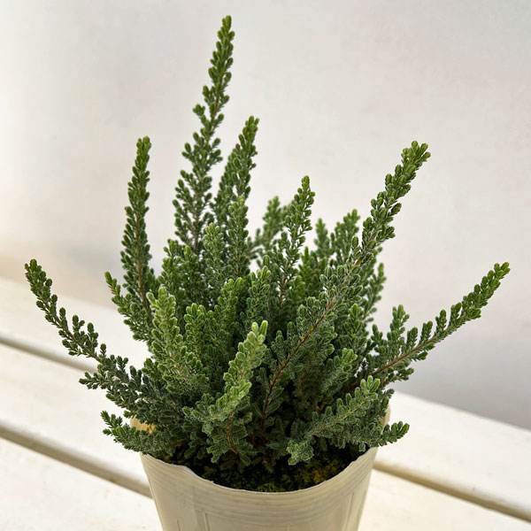 カルーナ：ベルベットファシネーション（Velvet Fascination）3.5号ポット