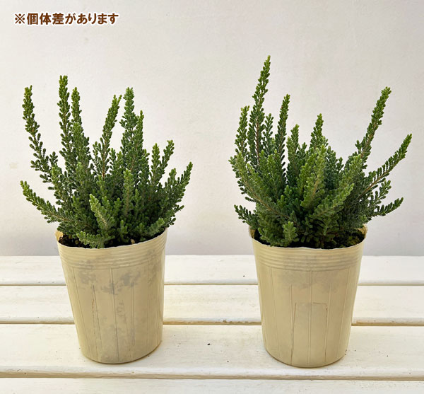 カルーナ：ベルベットファシネーション（Velvet Fascination）3.5号ポット