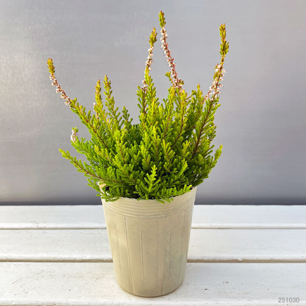 カルーナ：レッドヘイズ（Red Haze）3.5号ポット