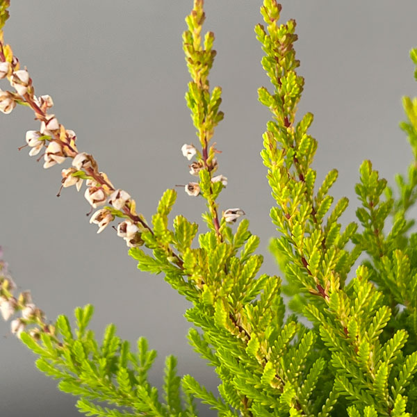 カルーナ：レッドヘイズ（Red Haze）3.5号ポット