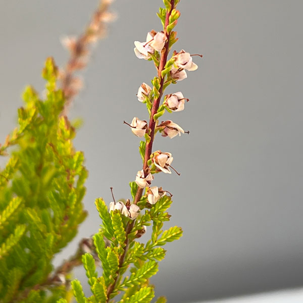 カルーナ：レッドヘイズ（Red Haze）3.5号ポット