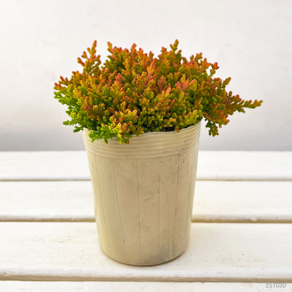 カルーナ：ウィッカーフレーム（Wicker Flame）3.5号ポット