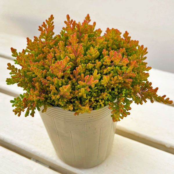 カルーナ：ウィッカーフレーム（Wicker Flame）3.5号ポット