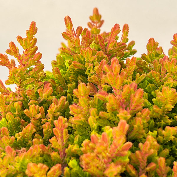 カルーナ：ウィッカーフレーム（Wicker Flame）3.5号ポット