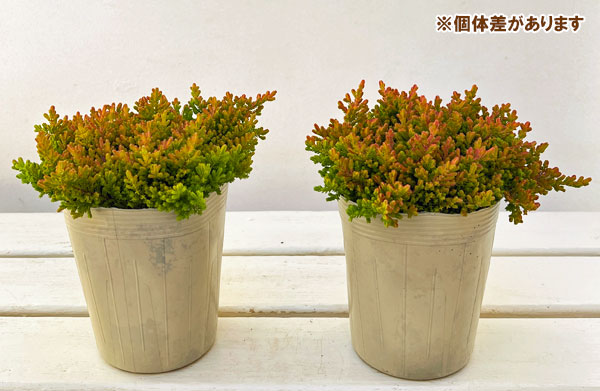 カルーナ：ウィッカーフレーム（Wicker Flame）3.5号ポット