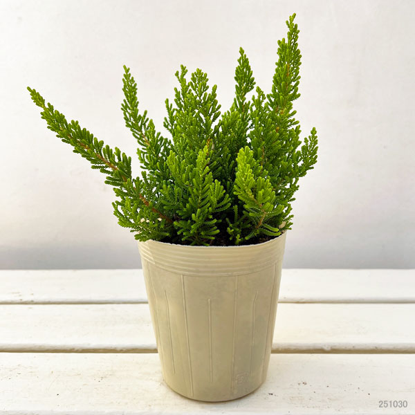 カルーナ：ダーツパロット（Dart’s Parrot）3.5号ポット