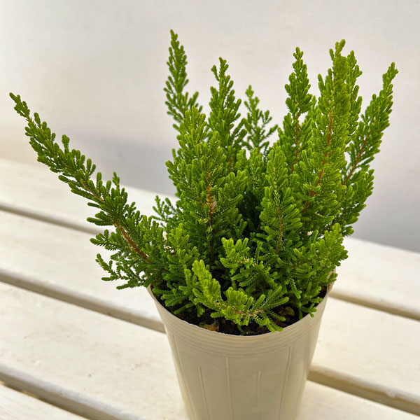 カルーナ：ダーツパロット（Dart’s Parrot）3.5号ポット