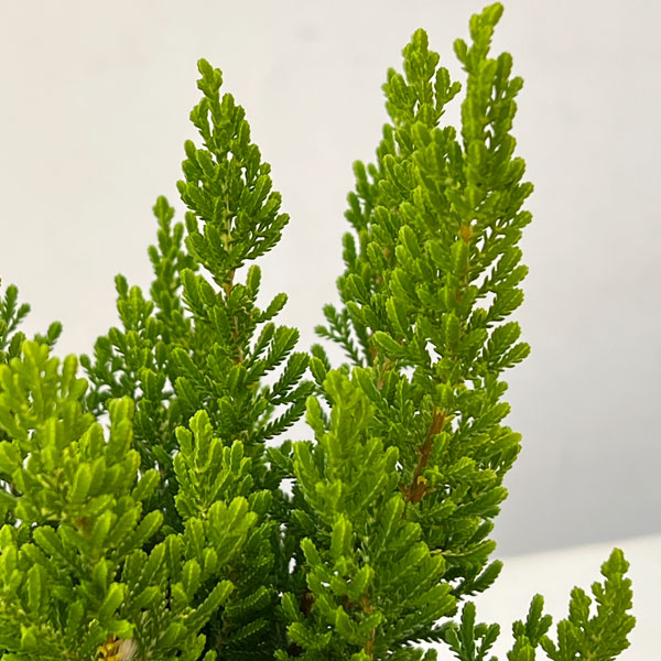 カルーナ：ダーツパロット（Dart’s Parrot）3.5号ポット