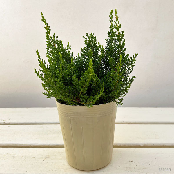 カルーナ：スプリングクリーム（Spring Cream）3.5号ポット