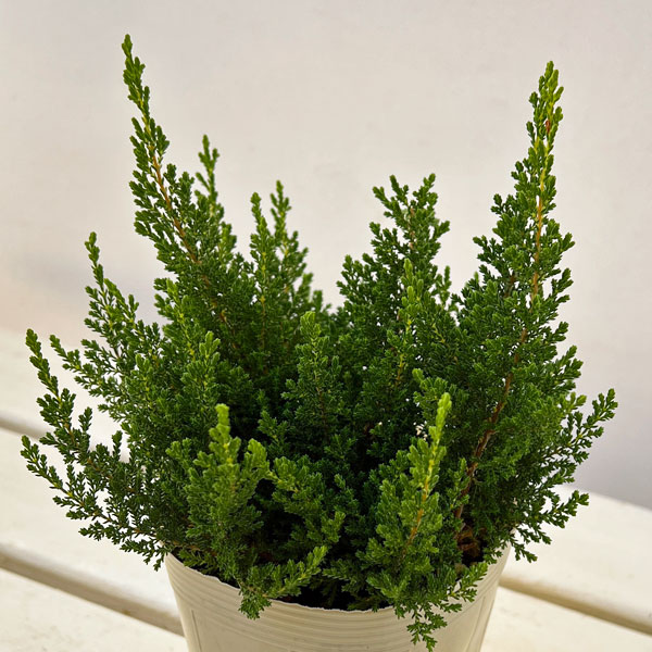 カルーナ：スプリングクリーム（Spring Cream）3.5号ポット