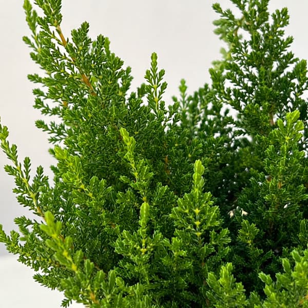 カルーナ：スプリングクリーム（Spring Cream）3.5号ポット