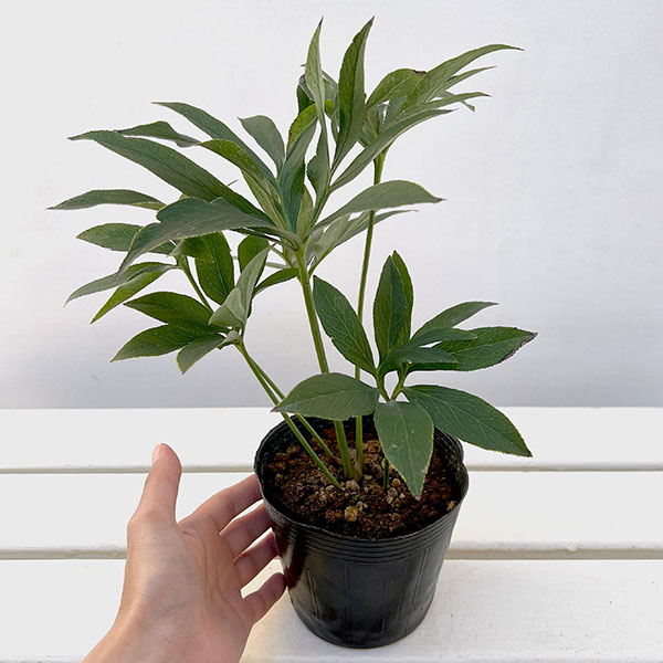 クリスマスローズ(原種系):クロアチカス4号ポット