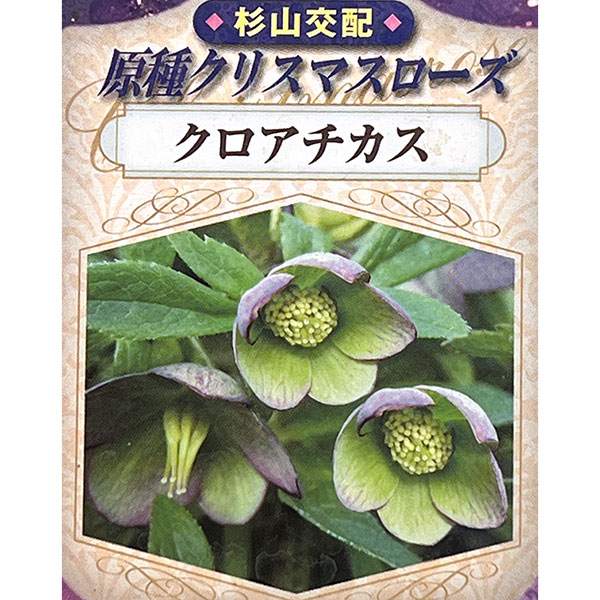クリスマスローズ(原種系):クロアチカス4号ポット