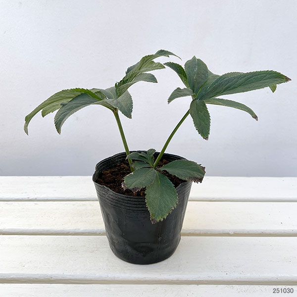 クリスマスローズ(原種系):アトロルーベンス4号ポット*