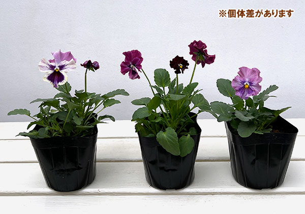 パンジー:きもの ラベンダーピンク3.5号ポット