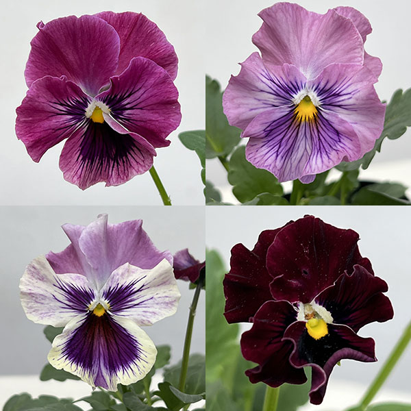 パンジー:きもの ラベンダーピンク3.5号ポット