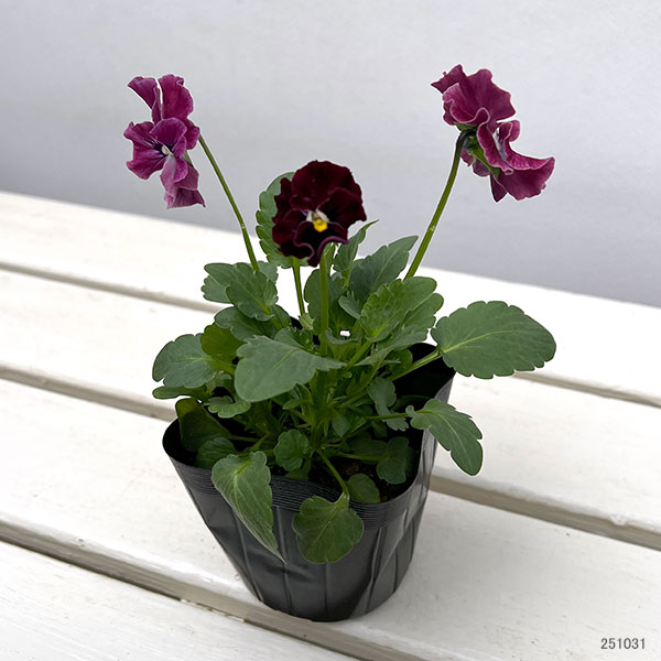 パンジー:きもの ラベンダーピンク3.5号ポット