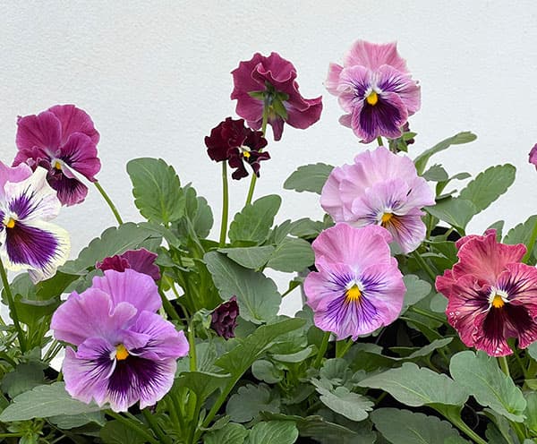 パンジー:きもの ラベンダーピンク3.5号ポット