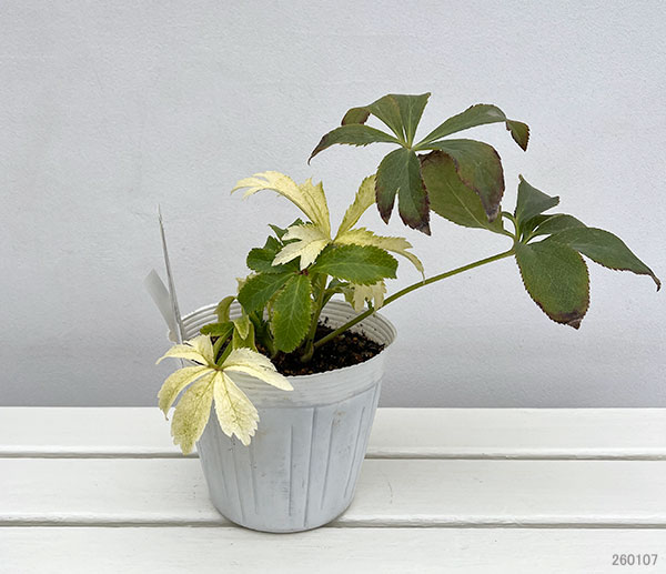 松村ナーセリーさんのクリスマスローズ：25-01月白（げっぱく）3年生充実株　5号ポット【現品販売】