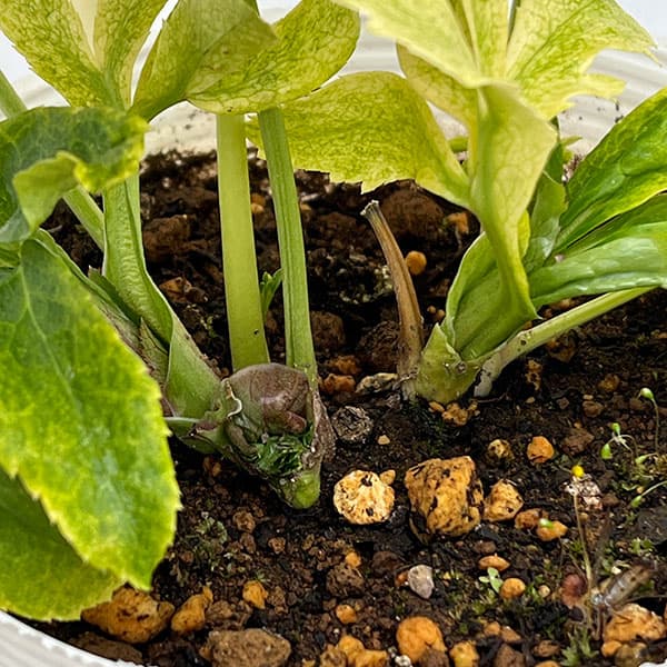 松村ナーセリーさんのクリスマスローズ：25-01月白（げっぱく）3年生充実株　5号ポット【現品販売】