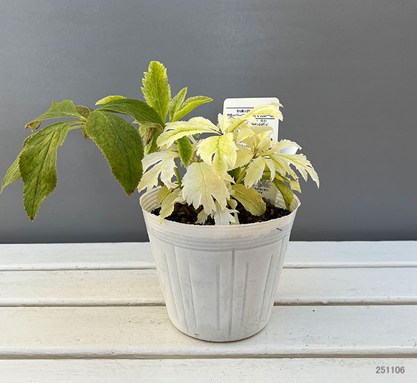 松村ナーセリーさんのクリスマスローズ:25-02月白(げっぱく)3年生充実株 5号ポット